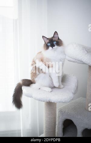 Seal Bicolor Ragdoll Katze sitzt auf einem weißen Kratzpfosten Stockfoto