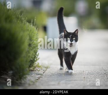 Schwarz-weiße Hauskatze, die als nächstes in Richtung Kamera geht Zu einem Busch auf dem Bürgersteig mit offenem Maul Stockfoto