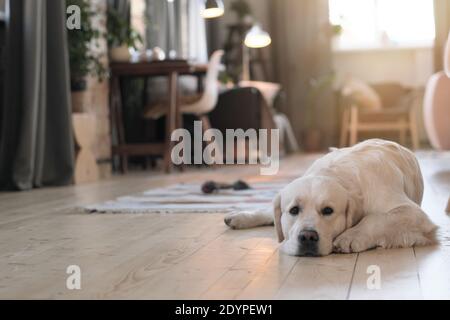 Portrait von niedlichen Hund auf dem Boden im Zimmer liegen Und Ruhe Stockfoto