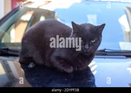 Verlassene Hauskatze sitzt auf einem Auto. Streunende schwarze tabby Kitty. Reflexion von freundlichen Säugetieren auf Fahrzeug, sieht gelangweilt und ist allein. Anothen Stockfoto