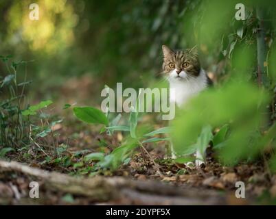 Tabby weiße britische Kurzhaarkatze beobachten den Hinterhof dahinter Einige Blätter Stockfoto