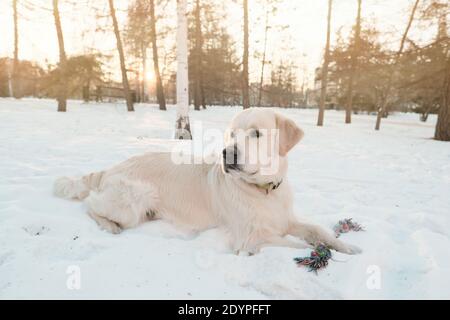 Schöne Stammbaum Hund liegt auf dem Schnee während ihres Spaziergangs Im Park Stockfoto