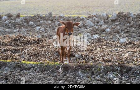 Neugeborenes rötlich Kalb, das auf dem gegrabenen Boden in einem steht Agrarbereich Stockfoto