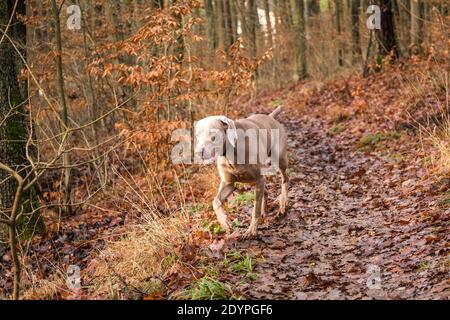 Junger Weimaraner Hund in Herbstlandschaft. Herbstjagd. Jagdhund läuft im Wald. Stockfoto