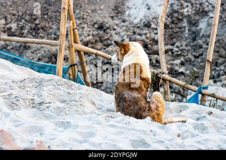 Ein Straßenhund, der auf einem Sandland sitzt Stockfoto
