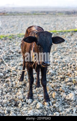 Ein junges neugeborenes Kalb, das auf dem gegrabenen Boden steht Stockfoto