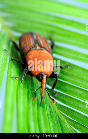 Der Palmwedel, der rote Palmwedel, der asiatische Palmwedel oder die Sagopalme (Rhynchophorus ferrugineus) Stockfoto