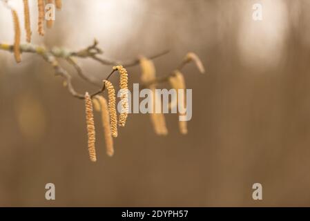 Corylus avellana. Haselnuss Strauch im Frühjahr Stockfoto