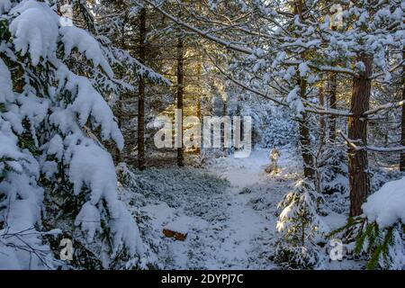 Winter in einem Fichtenwald in der oberösterreichischen Natur Reserve Gernermoor bei liebenau Stockfoto