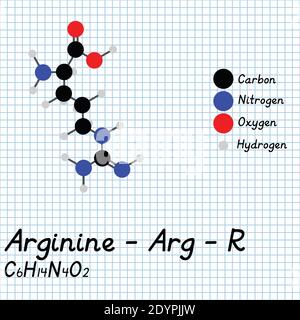 Arginin - Arg - R Amino Säure molekulare Formel und chemische Struktur . 2D Ball und Stick Modell auf Schule Papier Blatt Hintergrund. EPS10 Stock Vektor