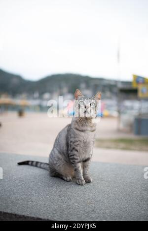 Schöne silberne gestromte streunende Katze, die auf einer Betonbank vor dem Strand sitzt und neugierig nach Port de Soller, Mallorca, blickt Stockfoto