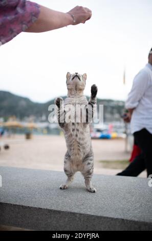 Schöne silberne gestromte streunende Katze, die an der Strandpromenade in Port de Soller, Mallorca, von femal Tourist mit Leckerbissen gefüttert wird Stockfoto