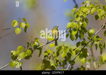 Nashville-Waldsänger im Norden von Wisconsin. Stockfoto