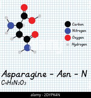 Asparagin - ASN - N Aminosäure molekulare Formel und chemische Struktur . 2D Ball und Stick Modell auf Schule Papier Blatt Hintergrund. EPS10 Stock Vektor