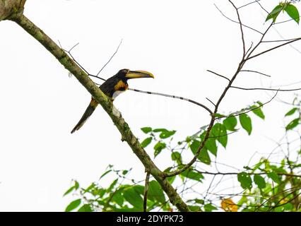 Blass mandibled aracari (Pteroglossus erythropygius), Mindo, Ecuador. Stockfoto