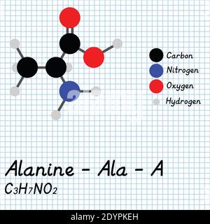 Alanin - Ala - EINE Aminosäure molekulare Formel und chemische Struktur . 2D Ball und Stick Modell auf Schule Papier Blatt Hintergrund. EPS10 Stock Vektor