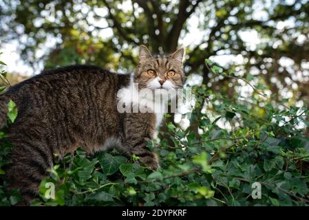 Tabby weiße Katze steht an der Wand mit Efeu bedeckt in Vor Bäumen in einem Wald mit Blick auf die Kamera Stockfoto