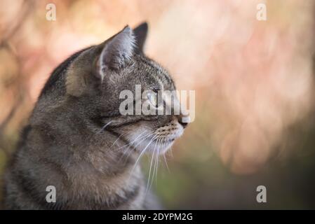 Tabby inländische Kurzhaar Katzenprofil Seitenansicht Stockfoto