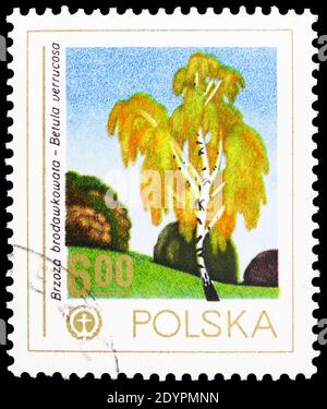 MOSKAU, RUSSLAND - 19. AUGUST 2019: Briefmarke gedruckt in Polen zeigt Birke, Schutz der Umwelt Serie, um 1978 Stockfoto