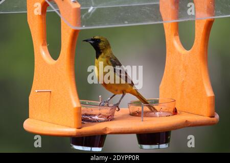 Ein waches, jugendliches Männchen Orchard Oriole mit Gelee im Schnabel an einem Hinterhof-Vogelfutterhäuschen mit verschwommenem Hintergrund in Wisconsin, USA Stockfoto