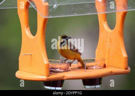 Ein jugendlicher, männlicher Orchard Oriole, der Gelee an einem Hinterhof-Vogelfutterhäuschen mit verschwommenem Hintergrund in Wisconsin, USA, isst Stockfoto