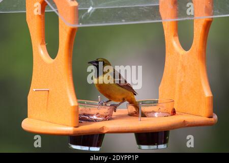 Ein junger, männlicher Orchard Oriole, der Gelee an einem Hinterhof-Vogelfutterhäuschen mit verschwommenem Hintergrund in Wisconsin, USA, isst Stockfoto