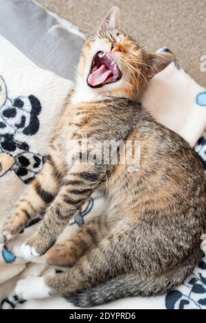 Ein verschlafenes kleines Kätzchen gähnt auf seinem Bett. Das Haustier ruht an seinem Platz. Offener Mund mit scharfen Zähnen. Stockfoto