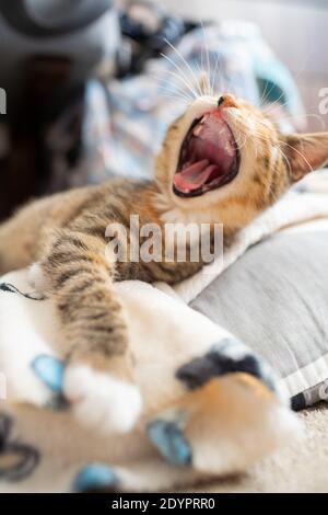 Ein verschlafenes kleines Kätzchen gähnt auf seinem Bett. Das Haustier ruht an seinem Platz. Offener Mund mit scharfen Zähnen. Stockfoto