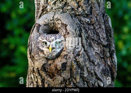 Steinkauz im hohlen Baum Stockfoto