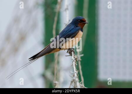 Scheune Swallow (Hirundo rustica), Seitenansicht eines erwachsenen Mannes, der auf einem Stacheldraht thront, Kampanien, Italien Stockfoto