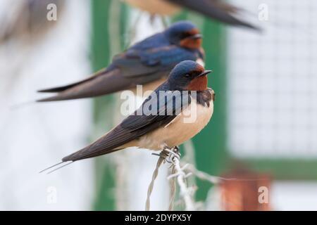 Scheune Swallow (Hirundo rustica), zwei indivudals auf einem Stacheldraht, Kampanien, Italien Stockfoto