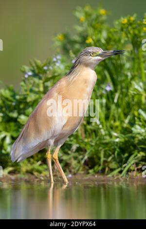 Squacco Heron (Ardeola ralloides), Erwachsener steht im Wasser, Kampanien, Italien Stockfoto