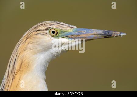 Squacco Heron (Ardeola ralloides), Erwachsene Nahaufnahme, Kampanien, Italien Stockfoto