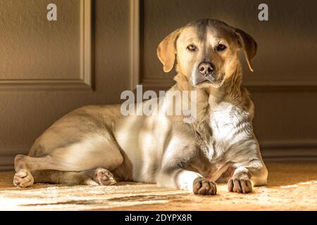 Portrait einer blonden weiblichen Labrador Retriever in Innenräumen Ein Teppich Stockfoto