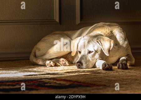 Portrait einer blonden weiblichen Labrador Retriever in Innenräumen Ein Teppich Stockfoto