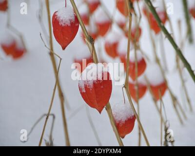 Rote Physalis unter dem Schnee in der Winter-Nahaufnahme Stockfoto