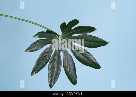 Ein Blatt der japanischen Aralia ( Fatsia Japonica ) Isoliert vor einem blauen Hintergrund horizontal Stockfoto