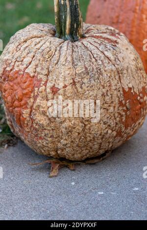 Große orange Kürbis mit holprigen braun ganz darüber. Hochwertige Fotos Stockfoto