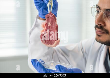 Forscher mit einem Gestrübe, der eine Probe von rohem Gemüsefleisch mit Weiß hält Kunststoffpinzette über Petrischale während des wissenschaftlichen Experiments in der Klinik Labor Stockfoto