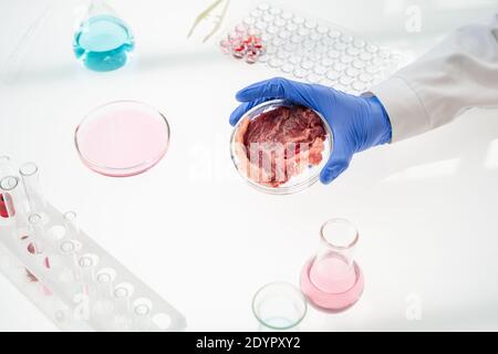 Handschaufel des wissenschaftlichen Forschers, der Petrischale mit Probe von rohem Gemüsefleisch über dem Arbeitsplatz mit Bechergläsern, Kolben und Röhren hält Stockfoto