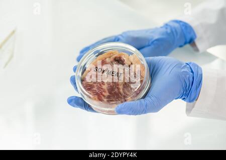 Behandelte Hand des Laborarbeiters, der die bedeckte Petrischale mit hält Probe von rohem Soja-Fleisch über den Tisch, während Sie gehen Untersuchen Sie seine Eigenschaften Stockfoto