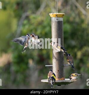 Goldfinken (Carduelis Carduelis) Auf einer Nyger Seed Feeder beobachten zwei Goldfinken zanken Flug Stockfoto