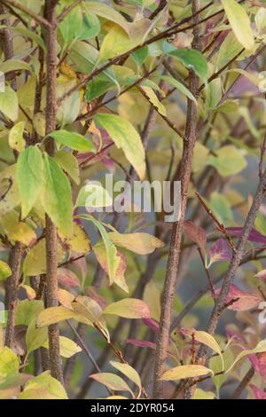 Die Blätter auf einem Forsythia Bush in ihren Herbstfarben Stockfoto