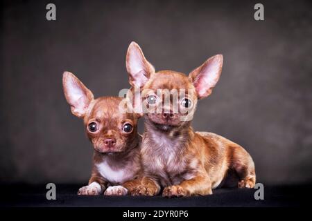 Zwei rot-braune Tigerfarbe kleiner Hund Chihuahua liegen im Raum auf schwarzem Hintergrund im Studio Stockfoto