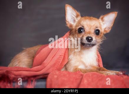 Der langhaarige rothaarige kleine Hund der Chihuahua-Rasse liegt auf grauem Hintergrund im Studio, eingewickelt in einen roten Schal mit Fransen Stockfoto