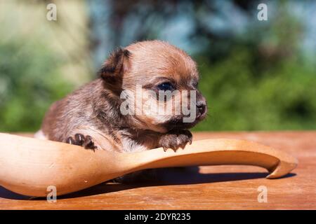 Kleine rote und schwarze tan chihuahua Welpen sitzt auf einem Tisch im Sommer an einem sonnigen Tag auf einem Riesiger Holzlöffel Stockfoto