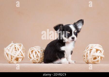 Kleiner niedlicher Welpe eines Chihuahua-Zuchthundes, schwarz-weiß, flauschig, sitzt neben drei hellen Korbbällen im Studio auf beigem Hintergrund Stockfoto