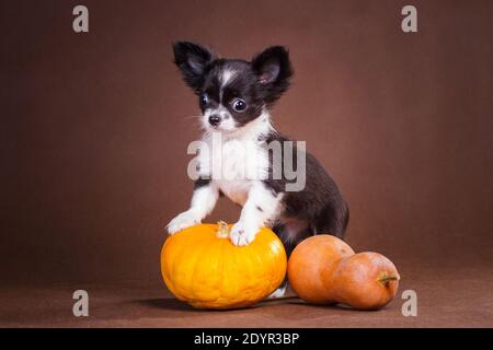 Flauschig weiß und schwarz steht der kleine Chihuahua Welpe auf braunem Hintergrund und ruht auf einem gelben und orangen Kürbis. Stockfoto