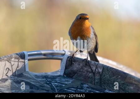 Ein Robin (Erithacus Rubecula) Barching on Top of a Camouflage Widlife Photography Hide Stockfoto