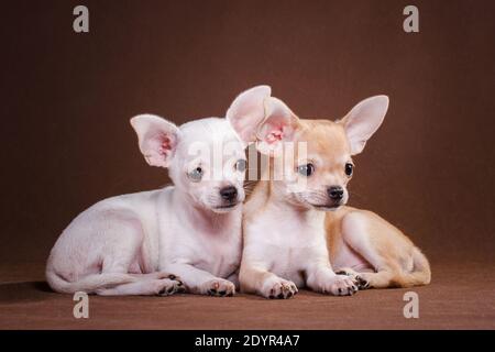 Zwei kleine Chihuahua Hunde, weiß und rot, liegen drinnen im Studio auf braunem Hintergrund Stockfoto